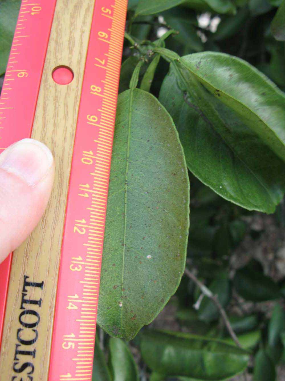              Unifoliolate leaf (Winter Haven, FL)       